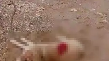 Köpeği Tüfekle Vuran Şahıs Yakalandı