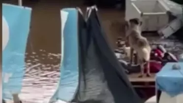 Turgutlu'da Mahsur Kalan 2 Köpek Kurtarıldı