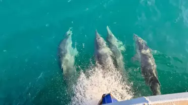 Balıkçılara Eşlik Eden Yunuslar