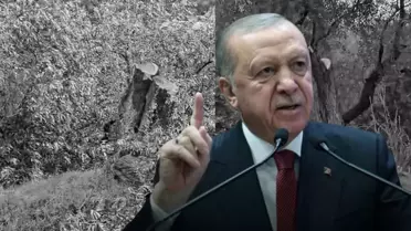 Cumhurbaşkanı Erdoğan'dan Milas'taki zeytin ağacı katliamına sert tepki: İzin vermeyeceğiz