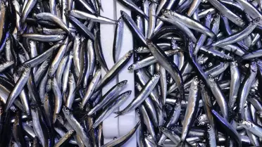 Hamsinin tahtını devirdi! İşte sofralarda en çok yenen balık