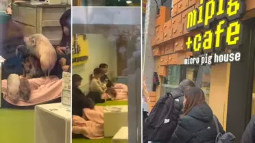 Japonya'da bir Türk'ün şaşkınlığı: Domuzlarla kahve keyfi