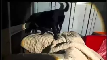 Hatay'da 11 Kilo Skunk Ele Geçirildi