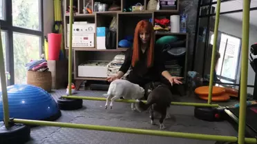 Obez Kardeşler Maya ve Çakıl Zayıflıyor