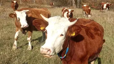 Şap Aşısı Zorunlu!