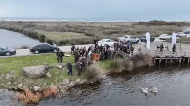 Yaralı Pelikanlar Doğaya Salındı