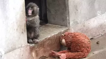 Yavru maymun Punch'ın son görüntüsü izleyenleri üzdü