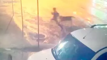 Sahipsiz köpek kabusu! 10 yaşındaki çocuğu dehşeti yaşadı