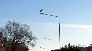 Leylekler Erken Geldi