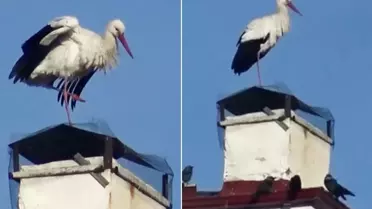 Leylekler Ardahan'a Erken Geldi