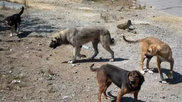Başıboş köpekler tehlike saçıyor