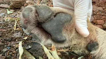 Fethiye'de Ölen Kurt Genetik Araştırmaya Dahil Edildi