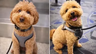 Havalimanında köpeğini gişeye bağlayıp terk eden kadın gözaltına alındı