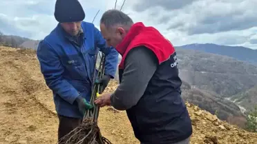 Düzce'de Kestane Fidanları Dikiliyor