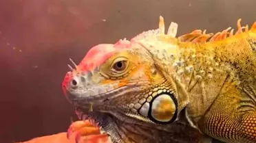 Samsun'da Koruma Altındaki Hayvanlar Ele Geçirildi