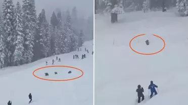 Pistte panik anları: Kayakçıların arasından üç ayı geçti