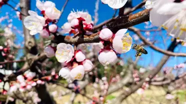 Üreticilere Monilya Uyarısı