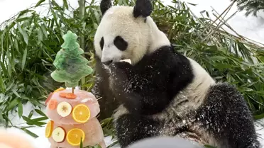 Moskova Hayvanat Bahçesi'nde Çin Yeni Yılı Kutlamaları