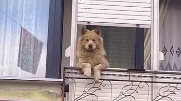 Balkondaki Sevimli Köpek Mahalleyi Neşelendiriyor