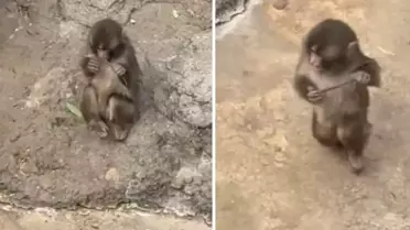 Maymun Punch peluş oyuncağını bıraktı, yerine bakın ne aldı