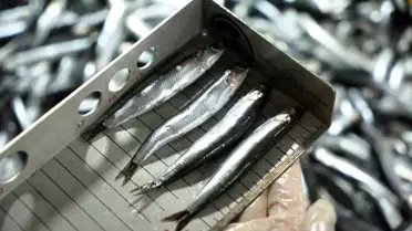 Samsun'da Avcılık Denetimlerinde 2,6 Milyon TL Ceza