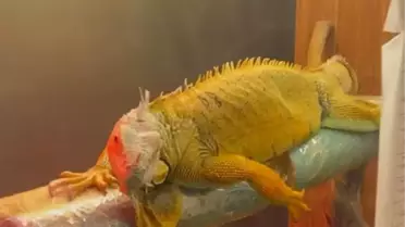 Samsun'da Kaçak Hayvan Operasyonu