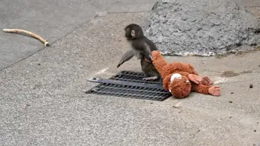 ''Punch'ın annesi'' Türkiye'de satışa çıkarıldı! İşte almak isteyenin ödeyeceği para