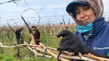 Sarıgöl'de Üzüm Bağlarında Yoğun Çalışma