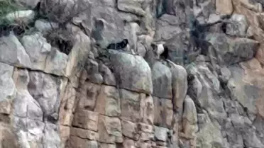 Eruh'ta Mahsur Kalan Keçiler Kurtarıldı