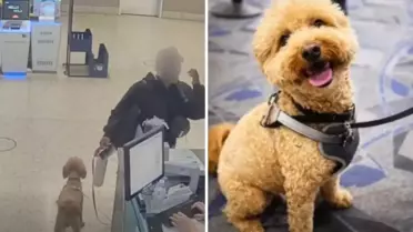 Uçağa alınmayınca köpeğini havalimanında bırakan yolcu tutuklandı