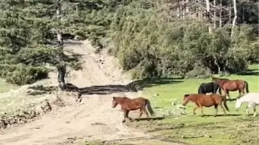 Yılkı Atları Uludağ'da Görüntülendi