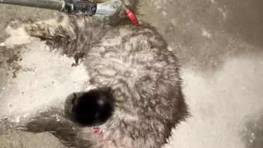 Ayvacık'ta otomobilde sıkışan kedi kurtarıldı