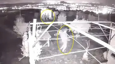 Hobi bahçesine giren 3 çocuk, 25 güvercini çalıp kaçtı