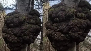 Ormanda gezen avcı fark etti! Değeri altınla yarışıyor, büyüklüğü inanılmaz