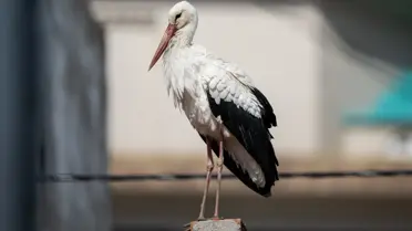 Leyleklerin Efsanevi Hikayesi Devam Ediyor