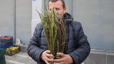 Halk arasında 'acı ot' diye biliniyor, faydaları saymakla bitmiyor