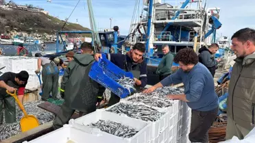 Kıyıköy'de 30 Ton Hamsi Avlandı