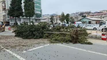 Rize'de Fırtına Ağaçları Devrildi