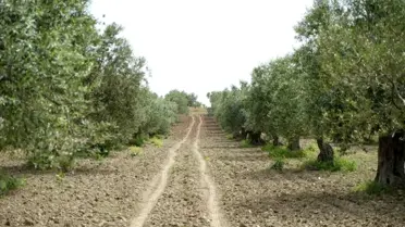 Zeytin Halkalı Leke Hastalığı Riski Arttı