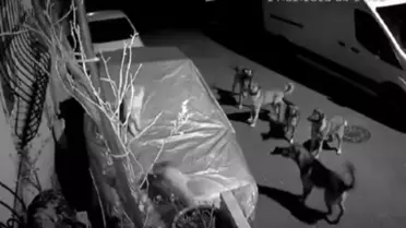 Başakşehir'de Kedi Köpek Saldırısında Hayatını Kaybetti