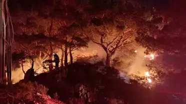 Bodrum'da ormanlık alanda yangın: 2 dönüm alan zarar gördü