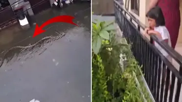 Halk diken üstünde! Sokakta 5 metrelik pitonlar görülmeye başladı