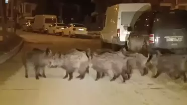 Yaban Domuzu Sürüsü Yerleşim Yerine İndi