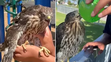 Koruma altındaki şahine içki içiren genç, cezadan kaçamadı