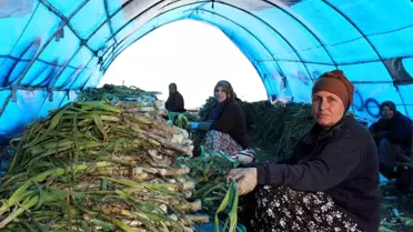 Lüleburgaz'da Pırasa Hasadı Devam Ediyor