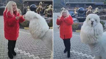 Safiye Soyman elleriyle besleği alpakanın yaptığı karşısında şoke oldu