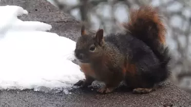 Uludağ'da Sincap Su İhtiyacını Kar ile Karşılıyor