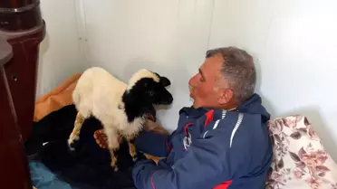 Kuzuya Bebek Gibi Bakıyor