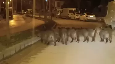 Hatay'da yaban domuzu sürüsü yerleşim yerine indi