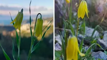 Kuşadası'nda 'ağlayan gelinler' çiçek açmaya başladı